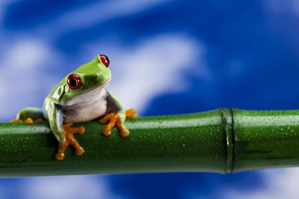 Red eyed green tree frog — Stock Photo, Image