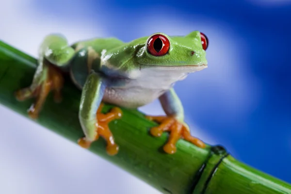 Kırmızı gözlü yeşil ağaç kurbağası — Stok fotoğraf