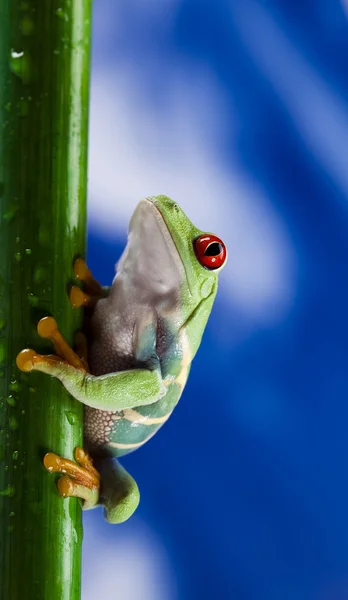 Frog and blue sky — Stock Photo, Image