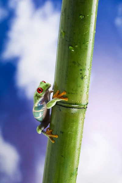 stock image Frog and blue sky