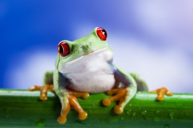 Frog and blue sky clipart