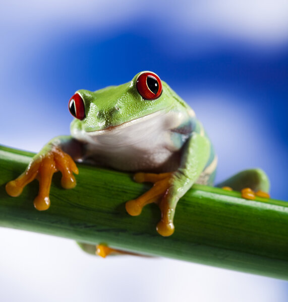 Red eye frog and blue sky