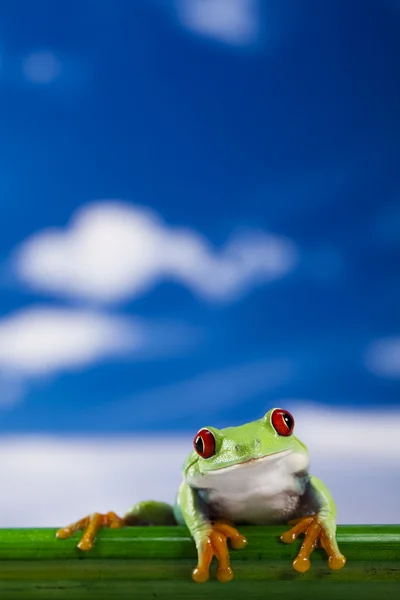 Κόκκινων ματιών βάτραχος και μπλε ουρανό — Φωτογραφία Αρχείου