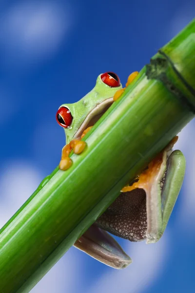 stock image Red eye frog and blue sky