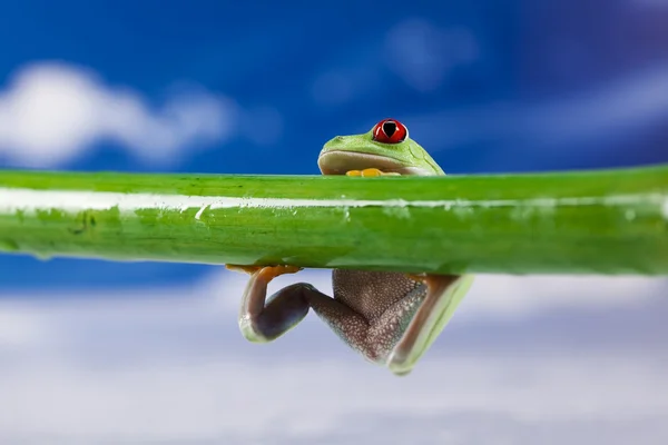 Červených očí žába a modrá obloha — Stock fotografie
