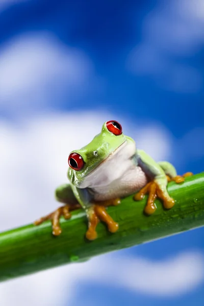Kırmızı göz kurbağa ve mavi gökyüzü — Stok fotoğraf