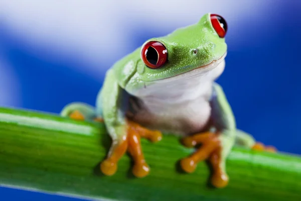 Zelená žába — Stock fotografie