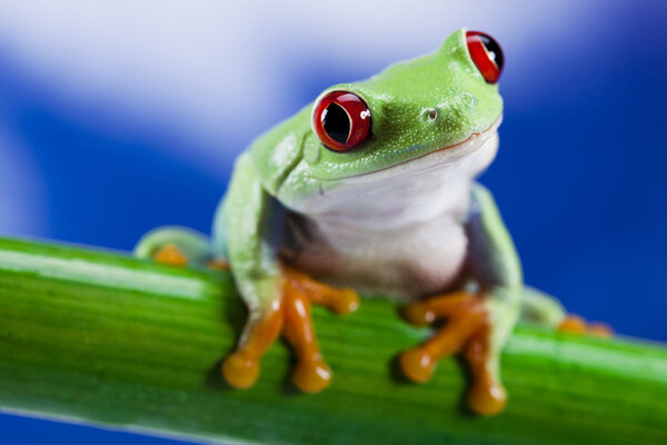 Green frog