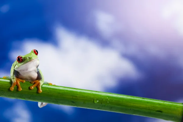 Kurbağa ve mavi gökyüzü — Stok fotoğraf
