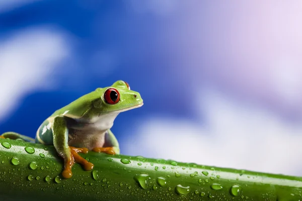 Frosch und blauer Himmel — Stockfoto