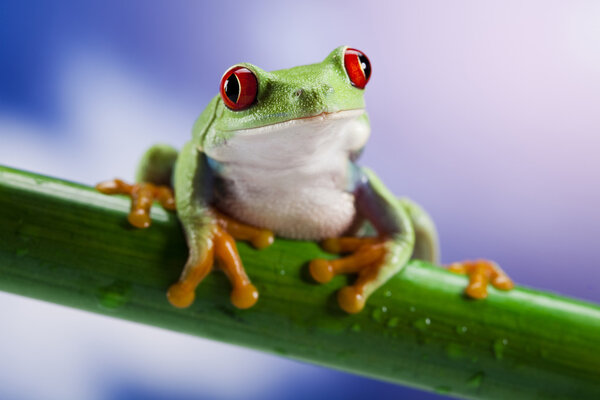 Frog and blue sky