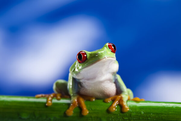 Frog and blue sky