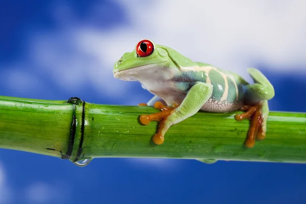 개구리와 푸른 하늘 — 스톡 사진