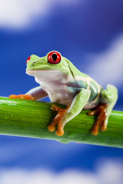 Frog and blue sky