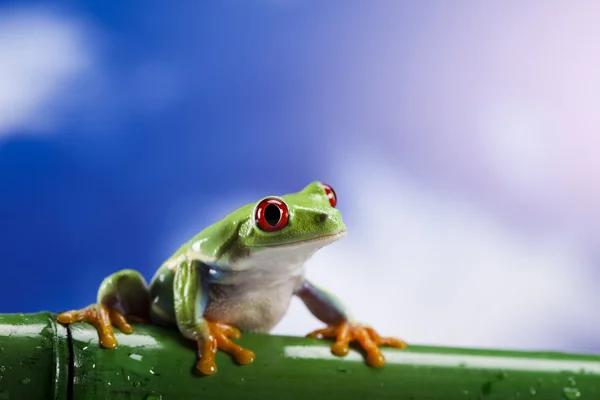 Grüner Frosch — Stockfoto