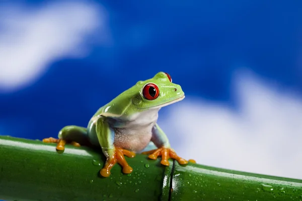 Kırmızı gözlü yeşil ağaç kurbağası — Stok fotoğraf