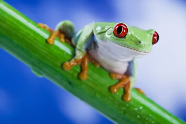 Groene boomkikker met rode ogen — Stockfoto