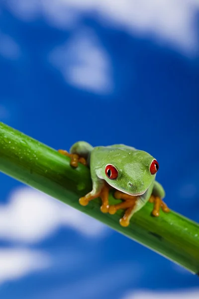 Žába, malé zvířecí červené oči — Stock fotografie