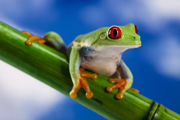 红眼绿树蛙 — 图库照片
