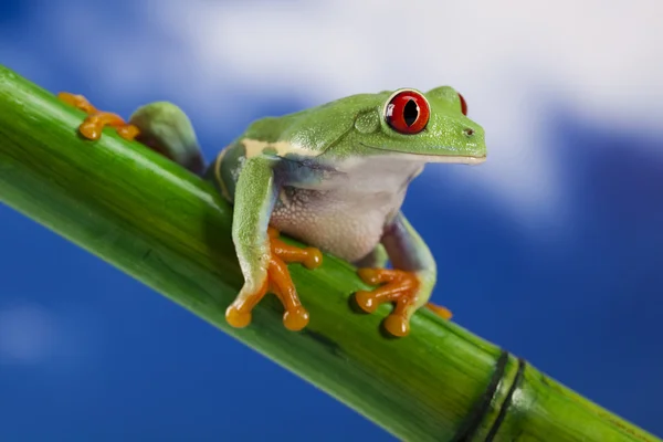 Красноглазая зелёная древесная лягушка — стоковое фото