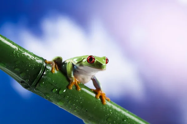 カエル、小さい動物赤目 — ストック写真
