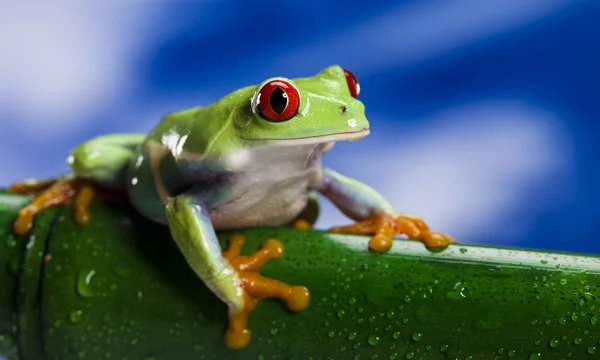 붉은 눈푸른 나무 개구리 — 스톡 사진