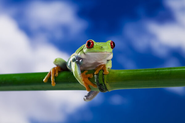 Frog, small animal red eyed