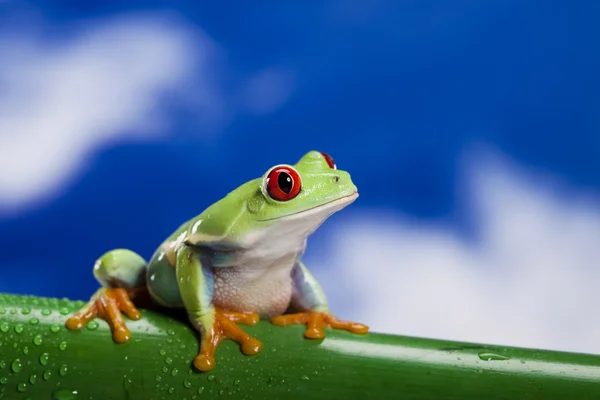 Red eyed green tree frog — Stock Photo, Image