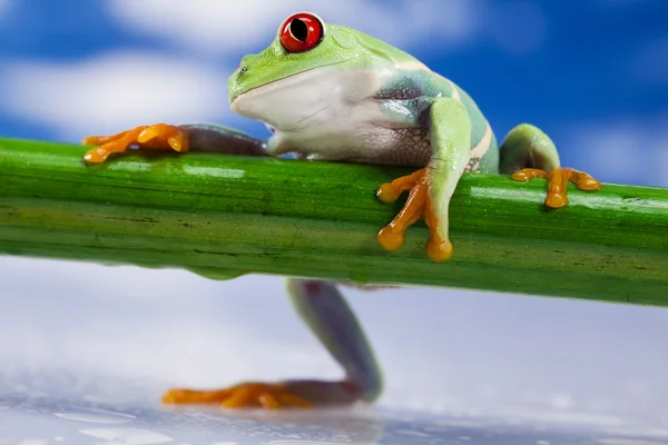Frosch, kleines Tier mit roten Augen — Stockfoto