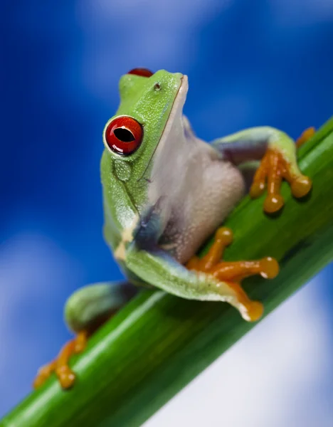 Groene boomkikker met rode ogen — Stockfoto