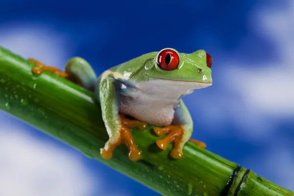 青蛙、 小动物红眼睛 — 图库照片