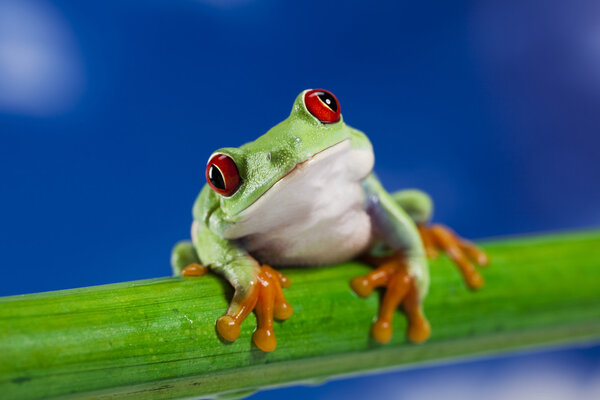 Frog and blue sky