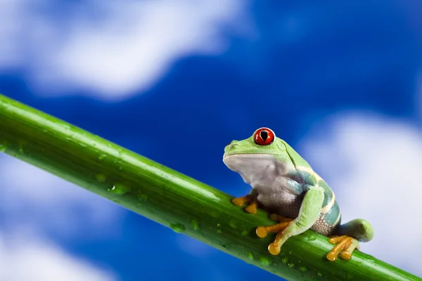 红眼蛙和蓝色天空 — 图库照片
