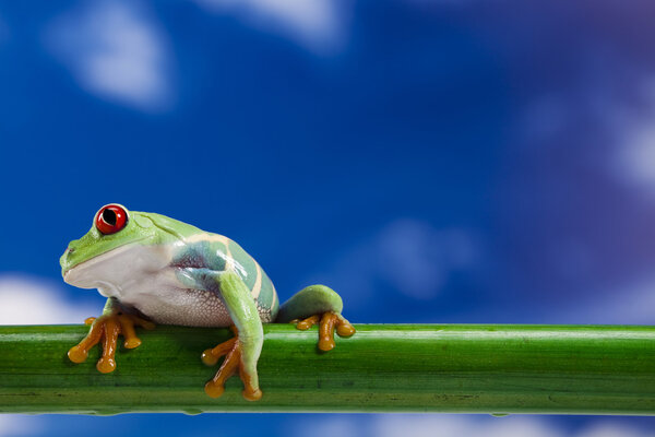 Frog and blue sky