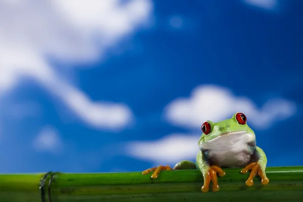 Červených očí žába a modrá obloha — Stock fotografie