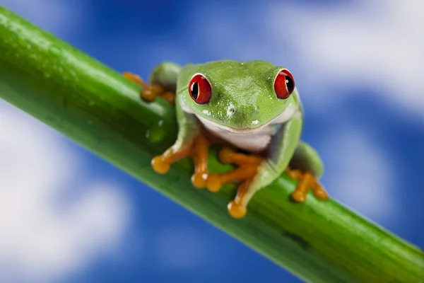Kırmızı göz kurbağa ve mavi gökyüzü — Stok fotoğraf