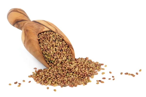 Alfalfa Seed — Stock Photo, Image