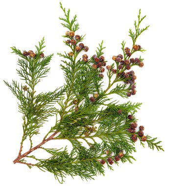 Cedar Leaves clipart