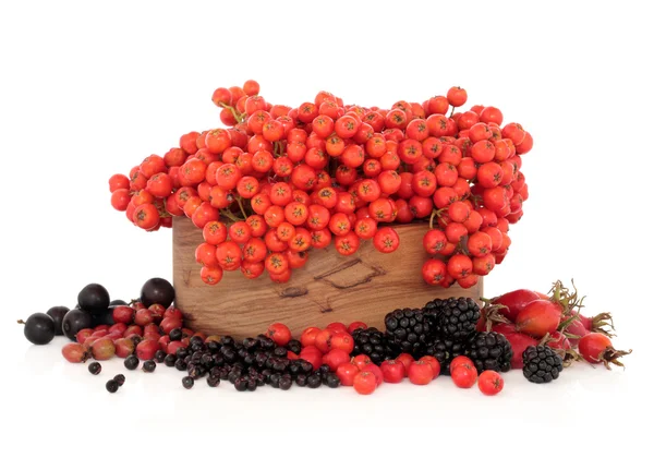 Fruits des baies sauvages d'automne — Photo