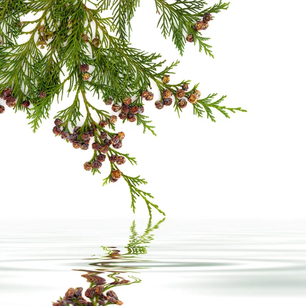 Cedar blad schoonheid — Stockfoto