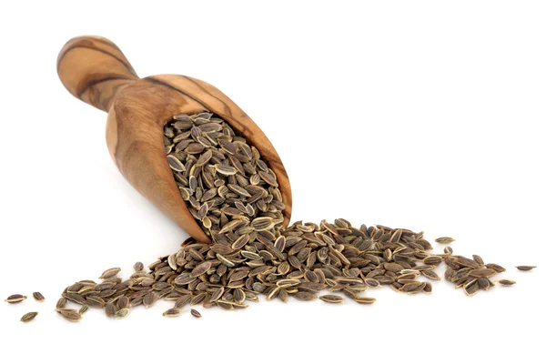 Dill Seed — Stock Photo, Image