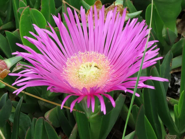 stock image Pink flower