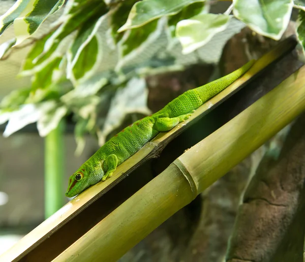 En grön gecko på bambu — Stockfoto