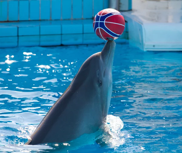 Jogo de golfinhos — Fotografia de Stock