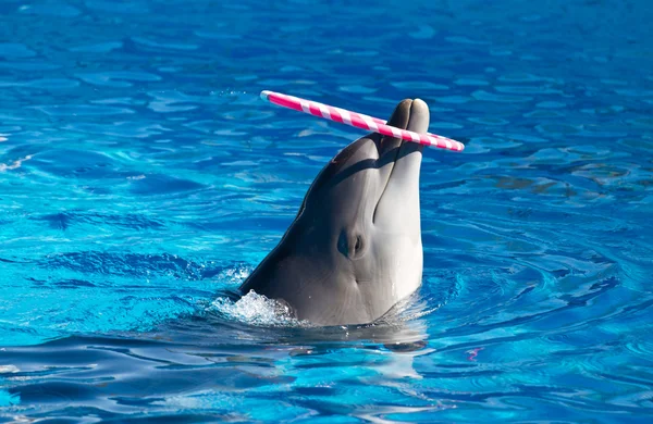 Gry delfin — Zdjęcie stockowe