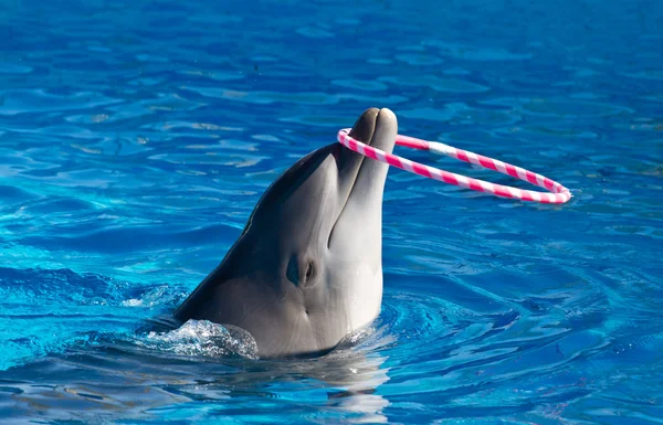 Игра дельфинов — стоковое фото