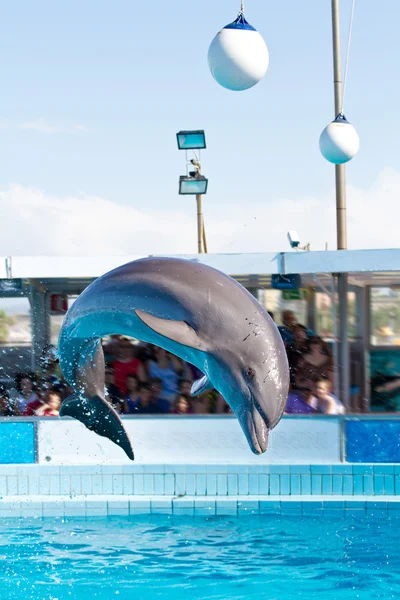 stock image Dolphin jumping