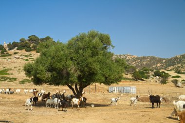 Goats on a mountain m clipart