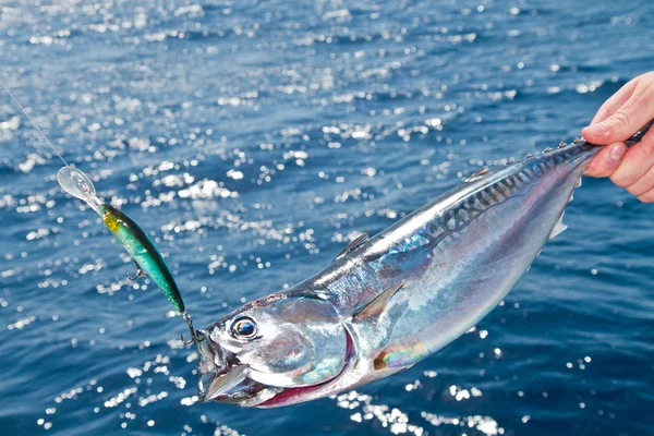 Atum Mediterrâneo grande jogo de pesca — Fotografia de Stock