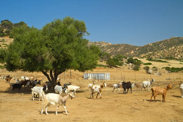 stock image Goats on a mountain m